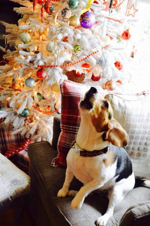 12342352_10205269639282495_3513684828818496475_n